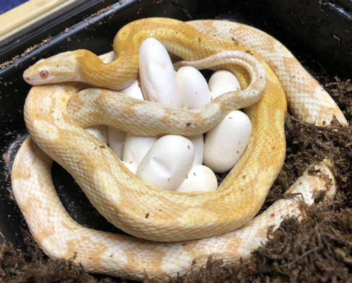 Butter Corn Snake